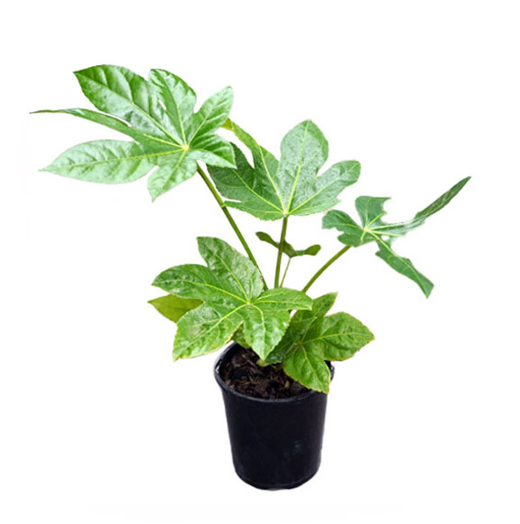 آرالیا برگ پهن ژاپنی  کوچک حدود 15 سانت